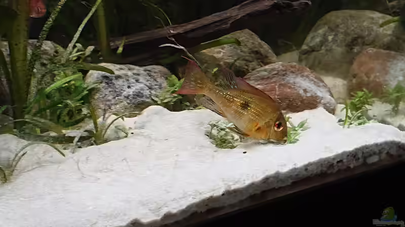 Erdfresser von DennisTheMenis (34)