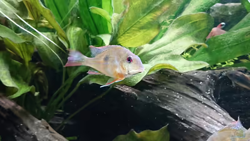 Erdfresser von DennisTheMenis (35)