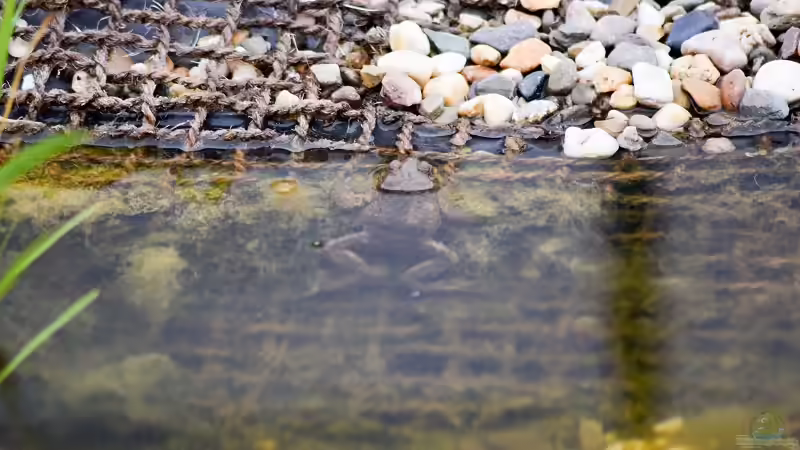 Erdkröte (Buffo buffo) 16.07.2019 von Acki50 (82)