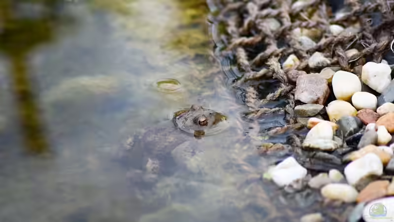 Erdkröte (Buffo buffo) 16.07.2019 von Acki50 (83)