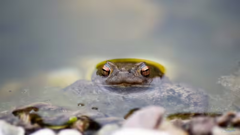 Erdkröte (Buffo buffo) 16.07.2019 von Acki50 (84)