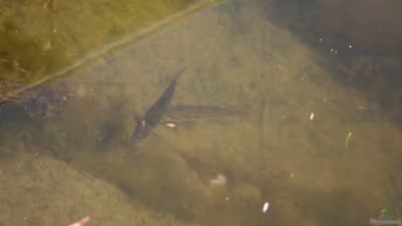 Erdkröte und Gründlinge von Susanne Axt (25)