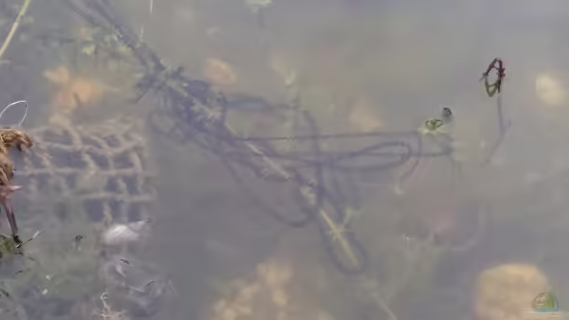 Erdkrötenlaich 28.03.2019 von Acki50 (54)