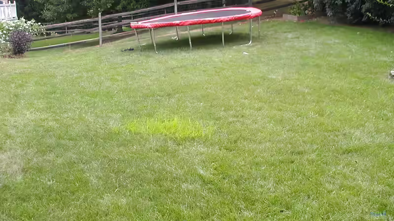 Erdmandelgras - Ein Problemunkraut im Garten?