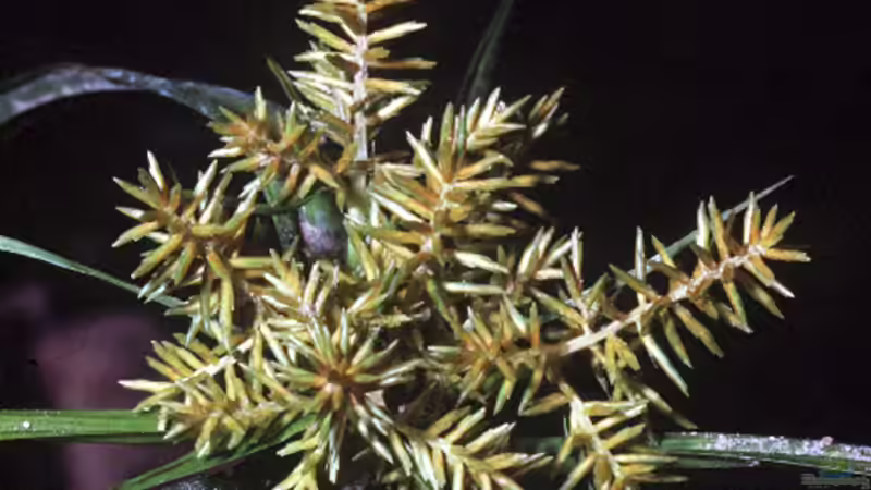 Erdmandelgras - Ein Problemunkraut im Garten?