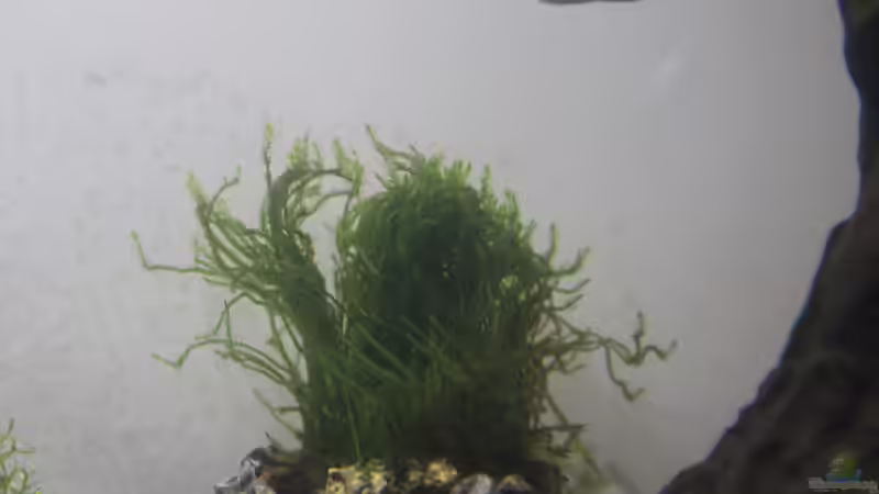 Erect Moos 02.02.2015 von SouthAmerica (33)