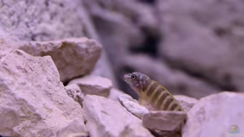 Eretmodus - Jungfisch, 5-6 Monate alt von NicoD (76)