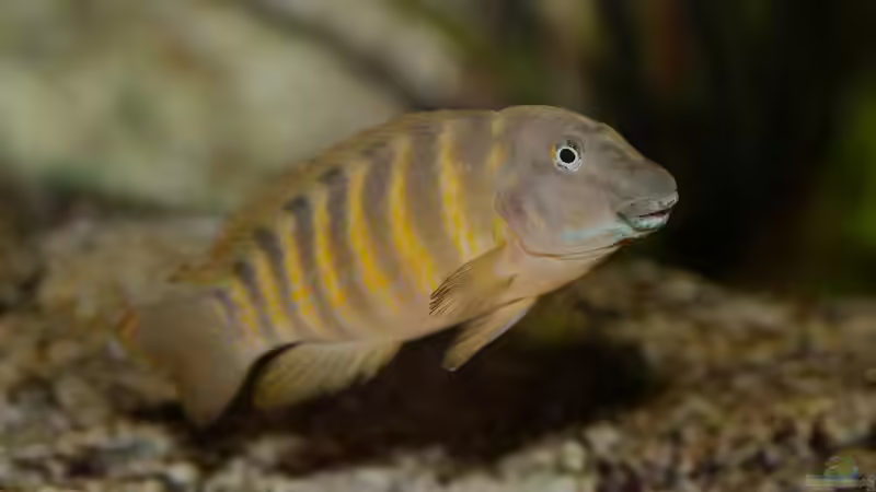 Eretmodus, 04/2014, Männchen von NicoD (54)