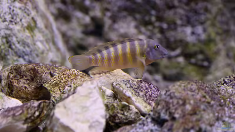 Eretmodus, 04/2014, Männchen von NicoD (63)