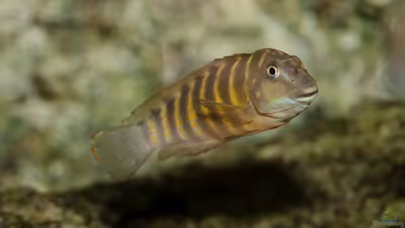 Eretmodus, 04/2014, tragendes Weibchen von NicoD (50)