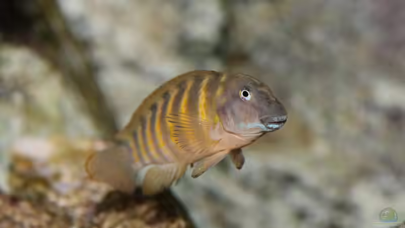 Eretmodus, 04/2014, Weibchen von NicoD (58)