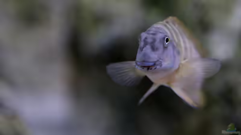 Eretmodus, 04/2014 von NicoD (66)