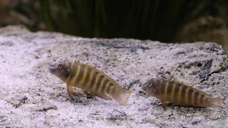 Eretmodus, Nov. 2013, Paar von NicoD (46)