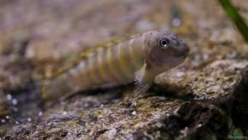 Eretmodus, Okt. 2013, tragendes Weibchen von NicoD (37)