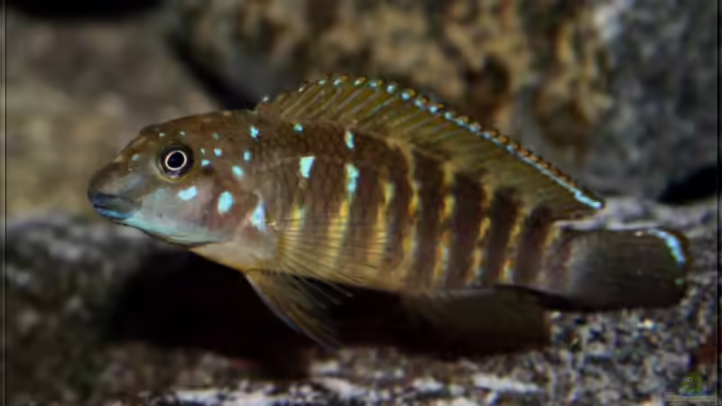 Eretmodus cyanostictus caramba von Pütti (19)