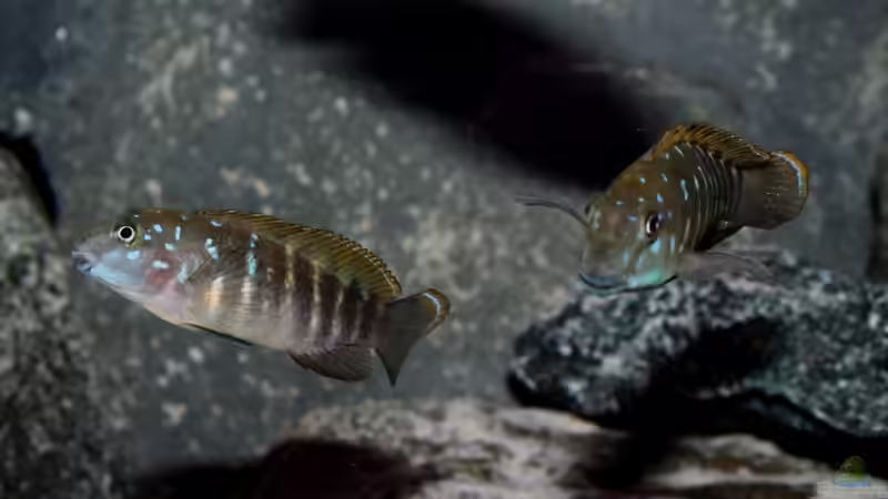 Eretmodus cyanostictus caramba von Pütti (25)