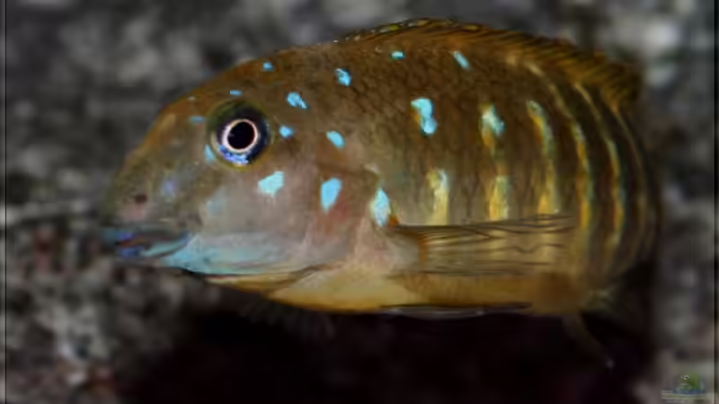 Eretmodus cyanostictus im Aquarium halten (Einrichtungsbeispiele für Gestreifte Grundelbuntbarsche)