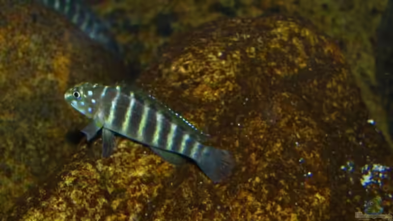 Eretmodus cyanostictus ´Kigoma´ F1 von martin4ever (32)