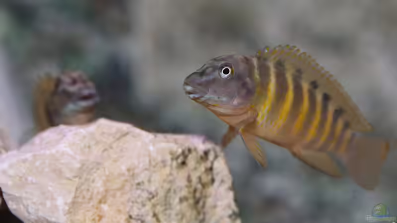 Eretmodus cyanostictus im Aquarium halten (Einrichtungsbeispiele für Gestreifte Grundelbuntbarsche)