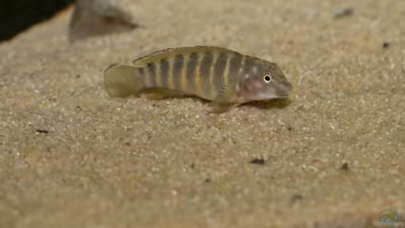 Eretmodus cyanostictus kigoma orange von NicoD (25)