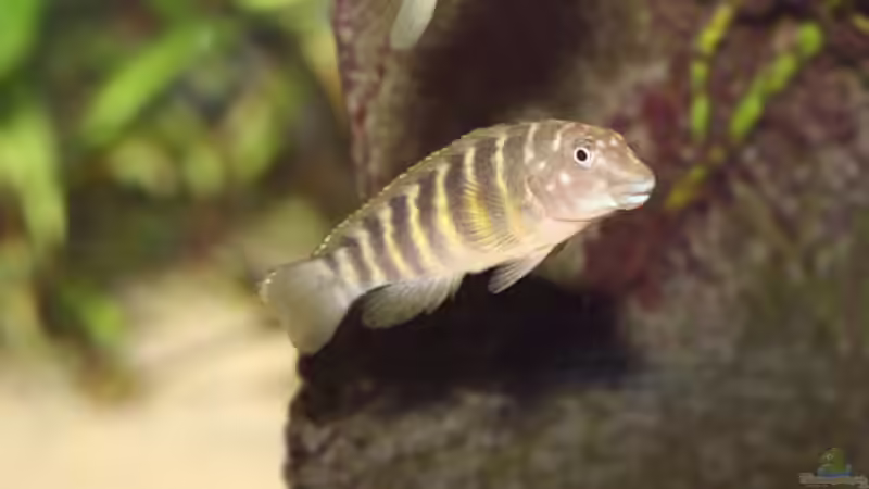 Eretmodus cyanostictus kigoma orange von NicoD (26)