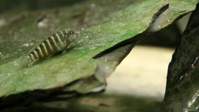 Eretmodus cyanostictus kigoma orange von NicoD (28)