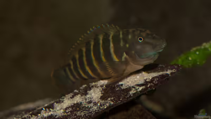 Eretmodus Cyanostictus Kigoma Orange (WFNZ) trächtiges Männchen von NicoD (30)