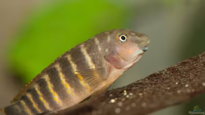 Eretmodus Cyanostictus Kigoma Orange (WFNZ) trächtiges Weibchen von NicoD (29)