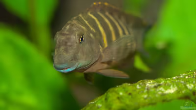 Eretmodus Cyanostictus Kigoma Orange (WFNZ) von NicoD (32)