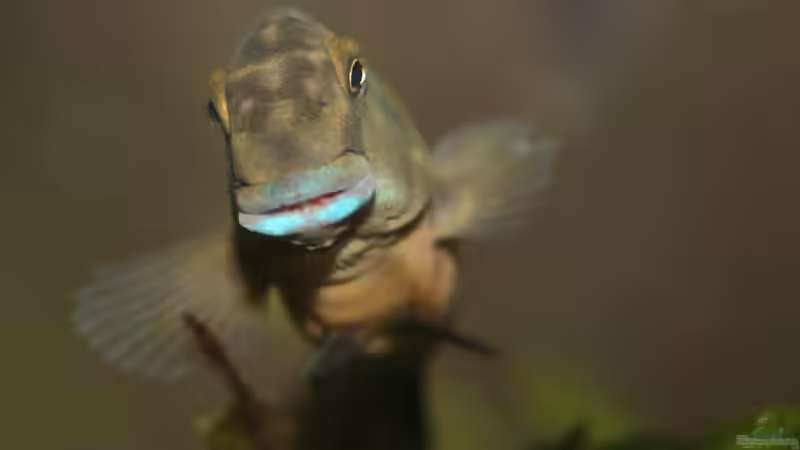 Eretmodus cyanostictus im Aquarium halten (Einrichtungsbeispiele für Gestreifte Grundelbuntbarsche)