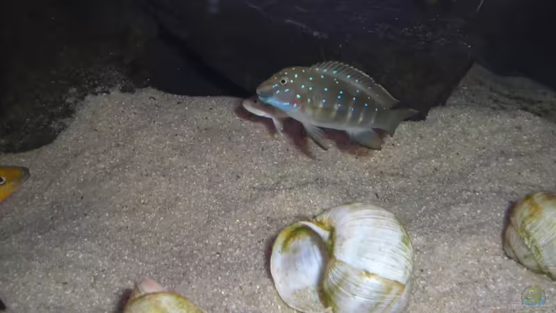 Eretmodus cyanostictus im Aquarium halten (Einrichtungsbeispiele für Gestreifte Grundelbuntbarsche)