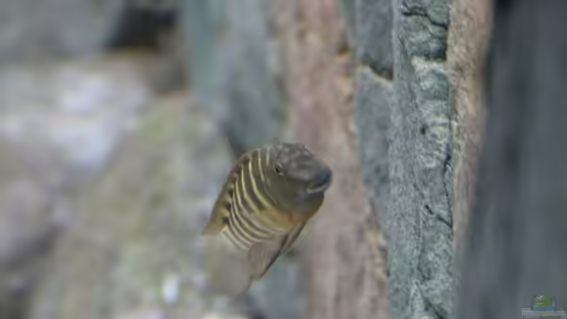 Eretmodus cyanostictus marksmithi Kalya von 8 CBM (77)