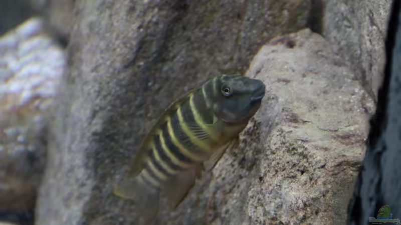 Eretmodus cyanostictus marksmithi Kalya von 8 CBM (78)