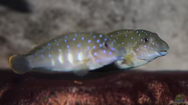 Eretmodus cyanostictus (Moba) friedlich vereint... von Georg Botz (46)