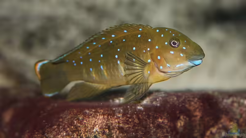 Eretmodus cyanostictus moba (Männchen), wahrscheinlich ohne Eier im Maul von Georg Botz (50)