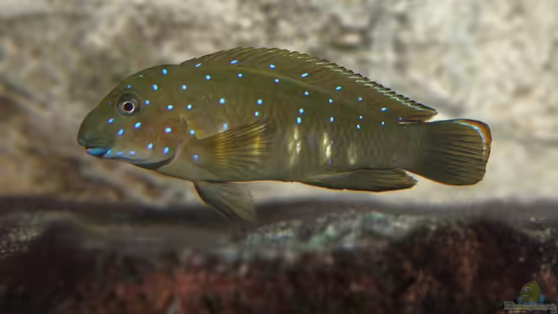 Eretmodus cyanostictus moba (Männchen) von Georg Botz (47)