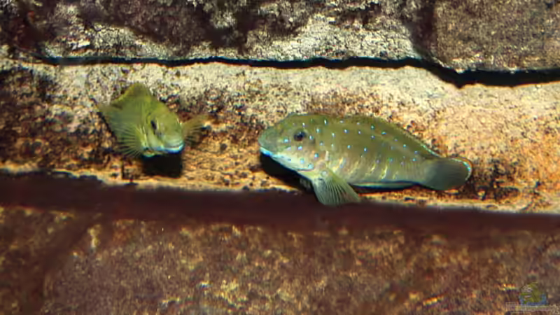 Eretmodus cyanostictus (Moba) von Georg Botz (44)