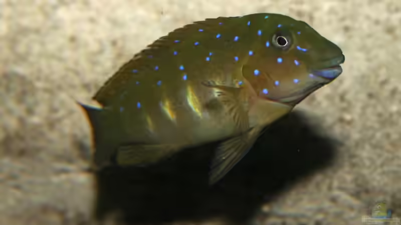 Eretmodus cyanostictus moba von Georg Botz (48)