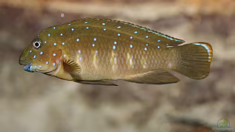 Eretmodus cyanostictus moba von Georg Botz (49)