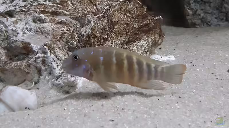 Eretmodus cyanostictus im Aquarium halten (Einrichtungsbeispiele für Gestreifte Grundelbuntbarsche)