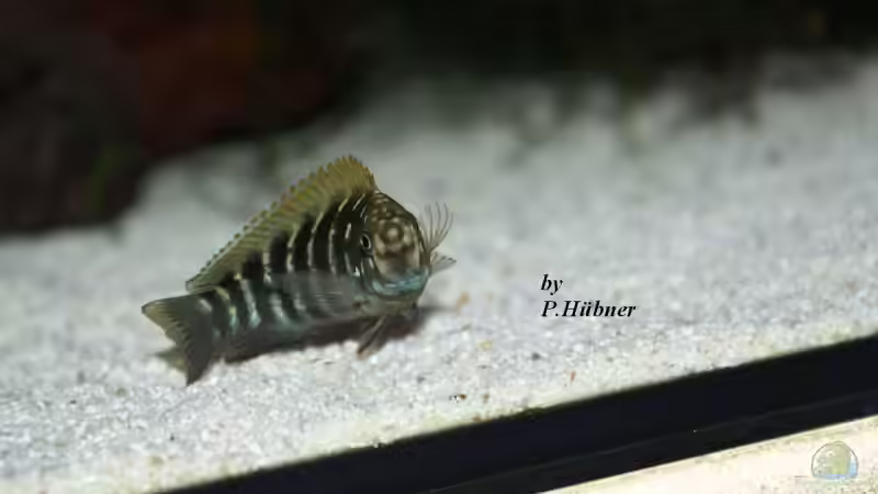 Eretmodus cyanostictus orange dorsal von Peter Hübner (8)