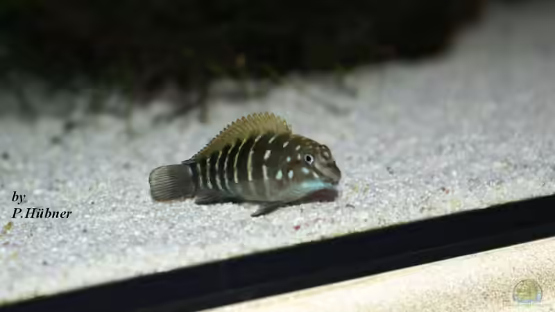 Eretmodus cyanostictus orange dorsal von Peter Hübner (9)