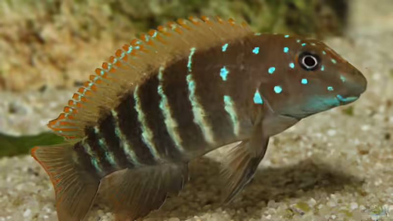 Eretmodus cyanostictus ´orange dorsal´ WF von Maswa (16)