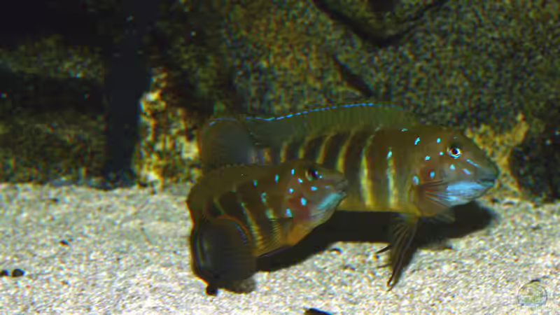 Eretmodus cyanostictus im Aquarium halten (Einrichtungsbeispiele für Gestreifte Grundelbuntbarsche)
