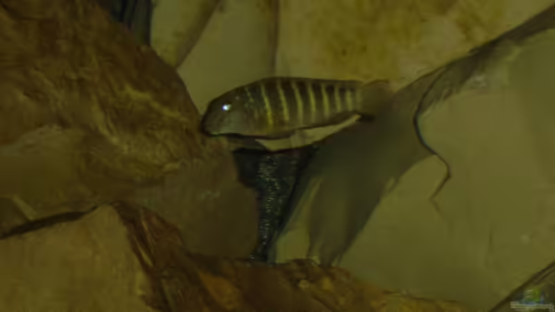 Eretmodus cyanostictus ´Organge Spot´ von Tom (13)