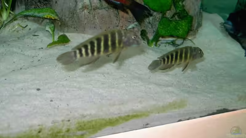 Eretmodus cyanostictus im Aquarium halten (Einrichtungsbeispiele für Gestreifte Grundelbuntbarsche)