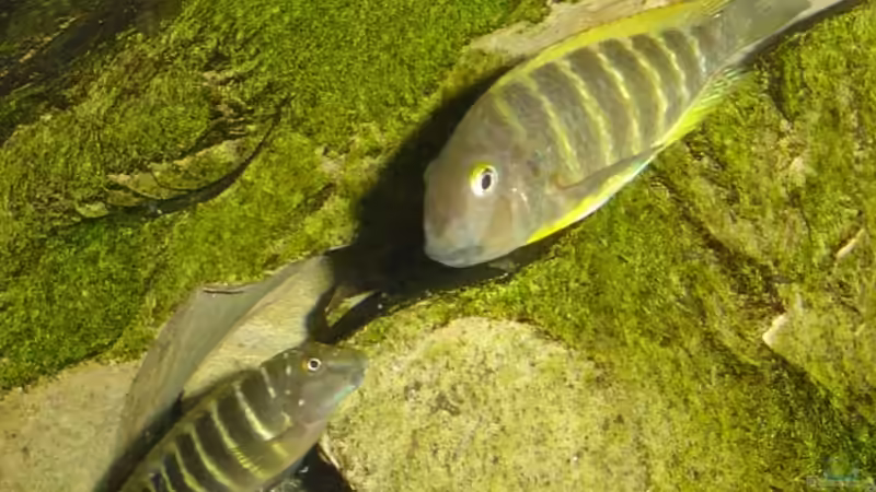 Eretmodus cyanostictus und Tropheus brichardi Ujiji von Tom (14)