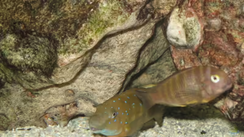 Eretmodus Cyanosticus /Ujiji von Axel Borck (12)