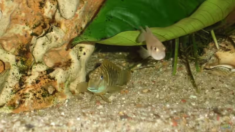 Eretmodus cyanosticus von Birkenzeisig (10)