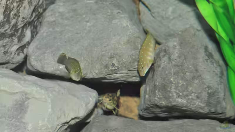 eretmodus paar von Lars Schnabel (23)